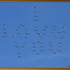 Birds say the strangest things